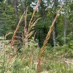 Sorghastrum nutans Flower