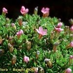 Androsace ciliata Libunga