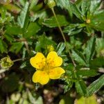 Potentilla erecta Květ