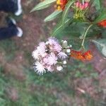 Cyrtocymura scorpioides Flower