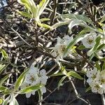 Pyrus salicifolia Kukka
