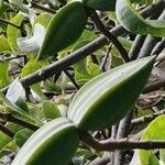 Cryptostegia madagascariensis Fruit