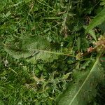 Rumex crispus Blatt