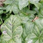 Arum italicum x Arum maculatum Hoja
