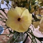 Ranunculus asiaticus Цветок