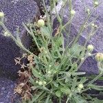 Crepis foetida Libunga