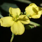 Conringia orientalis 花