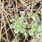 Antennaria parvifolia Feuille