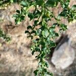 Baccharis pilularis Blad