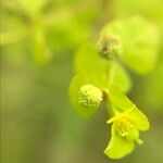 Euphorbia stricta 花