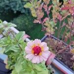 Zinnia elegansFleur