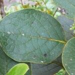 Monimia rotundifolia Leaf