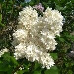 Syringa vulgarisКвітка