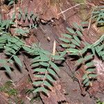 Vicia nigricans Yeri