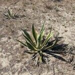 Agave salmiana Leaf