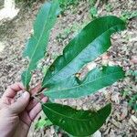 Pouteria triplarifolia Hoja