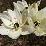 Melomphis arabica Floro