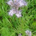 Phacelia tanacetifoliaFlower