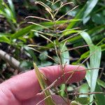 Paspalum repens फूल