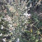 Chromolaena hirsuta Hábito