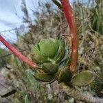 Echeveria bicolor Levél