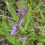 Lobelia urens फूल