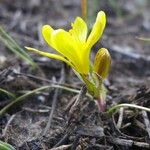 Gagea bohemica Fula