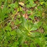 Plantago media Leaf