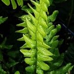 Blechnum spicant Hostoa