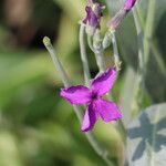 Matthiola incana Flower