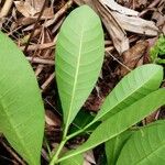 Voacanga africana Blad