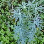 Lupinus angustifolius Liść