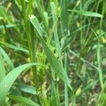 Aegilops neglecta Liść