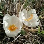 Crocus boryi Λουλούδι