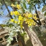 Acacia podalyriifolia 花