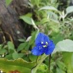 Commelina tuberosa 花