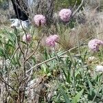 Valeriana tuberosa кора