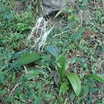 Hymenocallis caribaea Habit