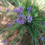 Sisyrinchium angustifolium 花