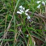 Allium triquetrum Habitus