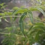 Jasminum polyanthum Leaf