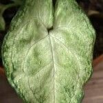 Syngonium podophyllum Folha