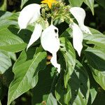 Mussaenda forsteniana Flor