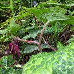 Podophyllum versipelle Foglia