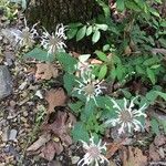 Monarda clinopodia Flower