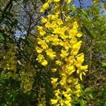 Laburnum anagyroidesFlower