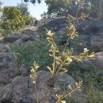 Adenodolichos paniculatus Habitat