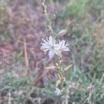 Trachyandra saltiiFlower