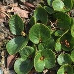 Salix herbacea 整株植物