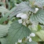 Lamium album Flower